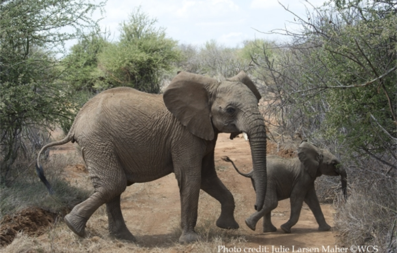 Julie Larsen Maher_7389_African Elephants Kenya_03 09 14